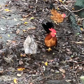 能古島さく卵farmの画像
