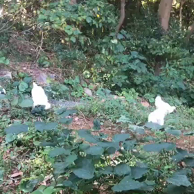 能古島さく卵Farmの画像