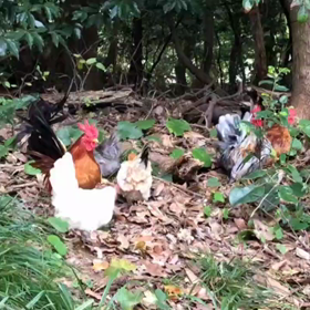 能古島さく卵Farmの画像