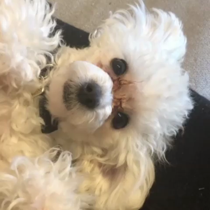 dogの記事動画