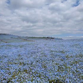 国営ひたち海浜公園ネモフィラの画像