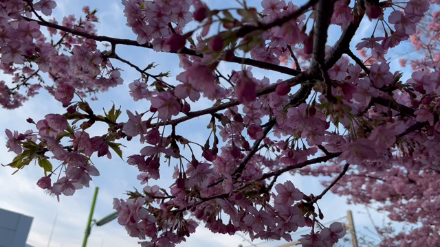 満開の桜の下での記事動画