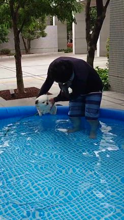 夏のお散歩、慰霊堂＆プールで犬かきの記事動画