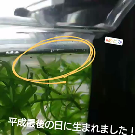 色々どうなるのか…の画像