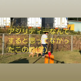 JOJOのアジリティーの画像
