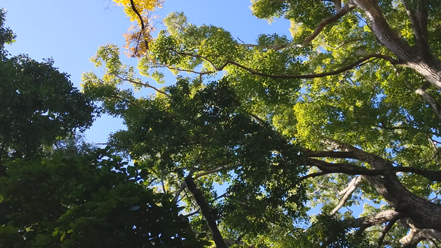 森の精霊と星の声の記事動画