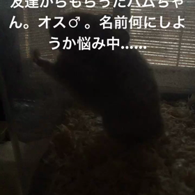 ハムスターの画像