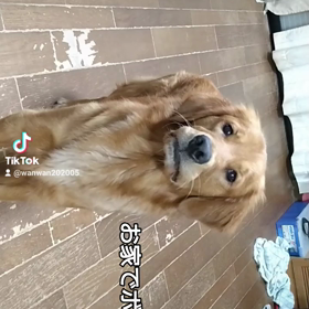 わんわんとーくちゃんねるの画像