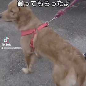 わんわんとーくちゃんねるの画像