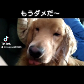 眠たくての画像