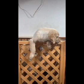 わんわんとーくちゃんねるの画像