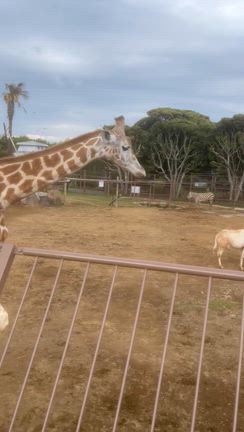 伊豆シャボテンニ、シマウマ？の記事動画