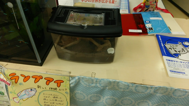 鈴虫が鳴く教室の記事動画
