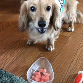 スイカ好きな愛犬くん。の画像