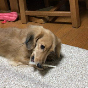 かっぴぃたんのおもしろ動画（笑）の画像
