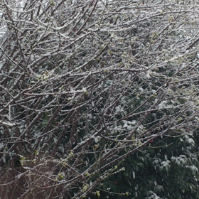 雨のち雪～の画像