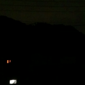 スズムシの画像