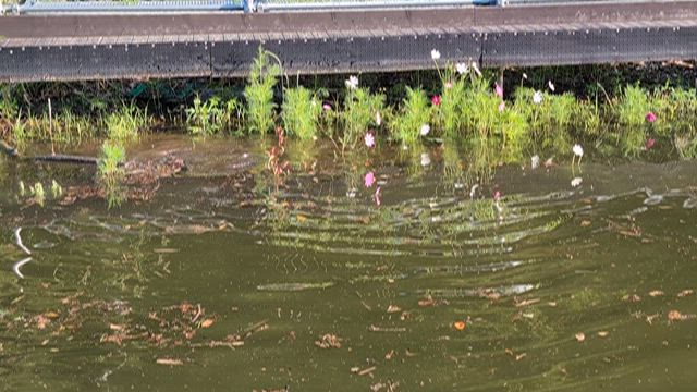 ヘラ　ハタキの記事動画