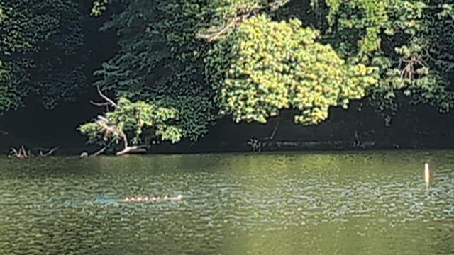 26日相模湖釣果の記事動画