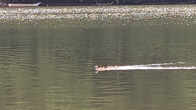 27日相模湖釣果の記事動画