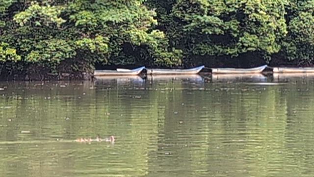 6日 土曜日相模湖釣果の記事動画