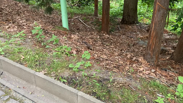 夏到来で嬉しいです！の記事動画