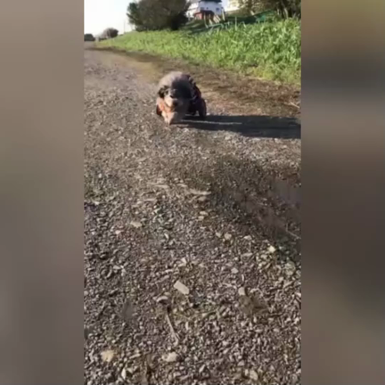 頑張り屋さんの記事動画