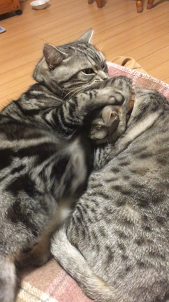 初クラフトコーラ作りの記事動画
