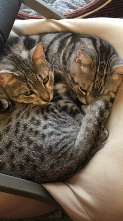 新型コロナワクチン接種の記事動画