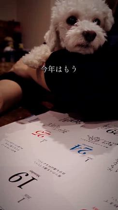 2025/12/09の記事動画