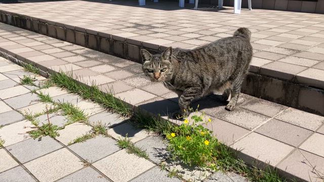 【チャレンジ３日目・4日目】帰省したためルールは無視で笑の記事動画
