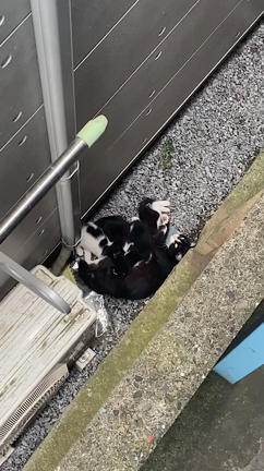 こねこねこねこねこねこね仔猫ーーーー仔猫だらけ‼️の記事動画
