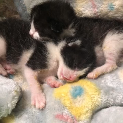 赤にゃんパラダイスの記事動画