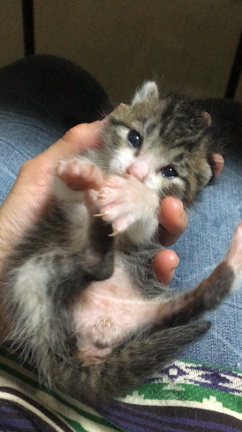 近況。毎日変わらず猫だらけの記事動画