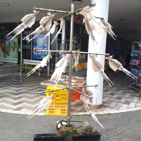 イカの画像