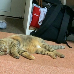 あおいちゃんの画像