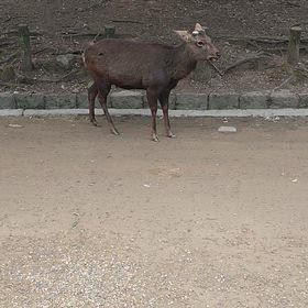 鹿が鳴くの画像