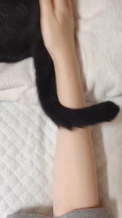 ねこと人間のペチペチ合戦の記事動画