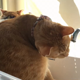 ””推し猫プロジェクト始動！”　きなこもち”の画像