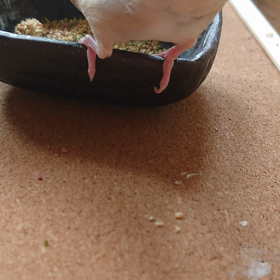 麗しの おちりの画像