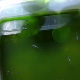 稚魚の画像