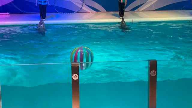 浅虫水族館／水族館説明〜イルカショーの記事動画