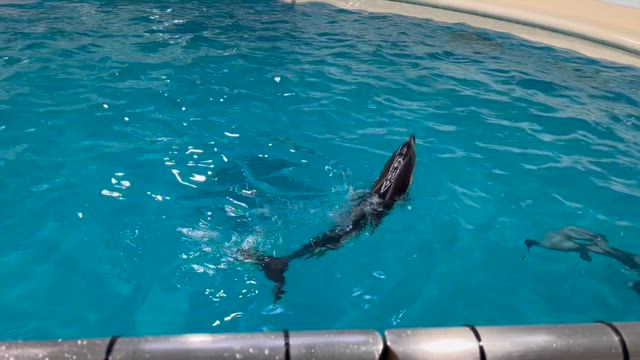浅虫水族館／水族館説明〜イルカショーの記事動画