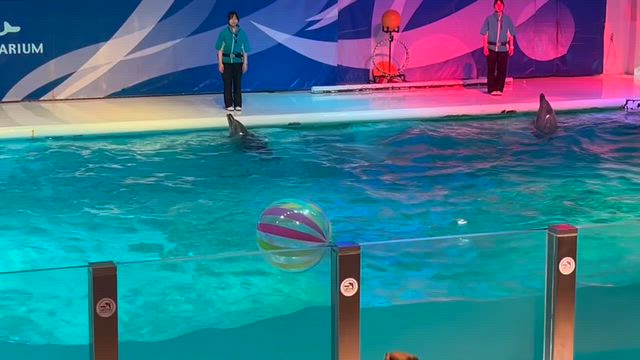 浅虫水族館／水族館説明〜イルカショーの記事動画