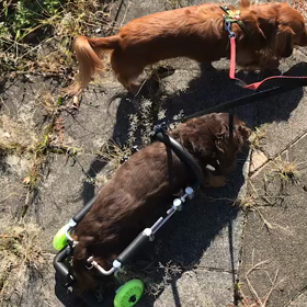 ティナ車イスデビューの画像