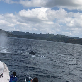 クジラの画像