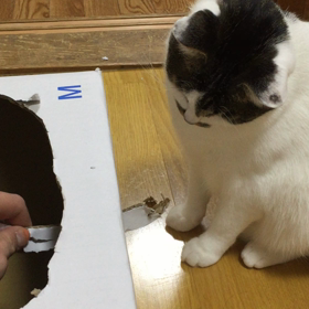 段ボールハウスの画像