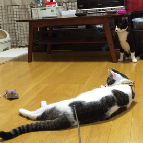 ロボねずみの画像