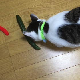 猫✖️きゅうりの画像