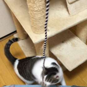 vs.ひもの画像